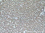 ISOC2 Antibody in Immunohistochemistry (Paraffin) (IHC (P))