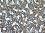 ISOC2 Antibody in Immunohistochemistry (Paraffin) (IHC (P))