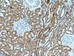 ISOC2 Antibody in Immunohistochemistry (Paraffin) (IHC (P))
