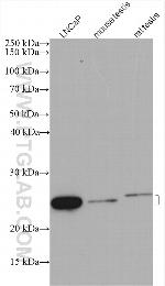 ISOC2 Antibody in Western Blot (WB)