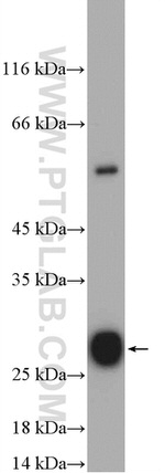 ISOC2 Antibody in Western Blot (WB)
