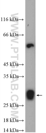 ISOC2 Antibody in Western Blot (WB)