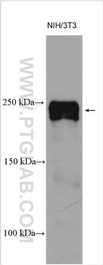 SCRIB Antibody in Western Blot (WB)