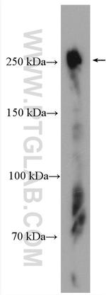 SCRIB Antibody in Western Blot (WB)