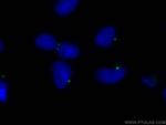 Pericentrin Antibody in Immunocytochemistry (ICC/IF)