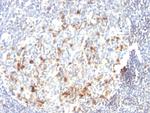 CD57/B3GAT1 (Natural Killer Cell Marker) Monoclonal Antibody (HNK-1 or Leu-7)