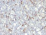 CD57 (Natural Killer Cell Marker) Monoclonal Antibody (SPM129)