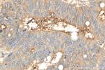 Angiopoietin 1 Antibody in Immunohistochemistry (Paraffin) (IHC (P))