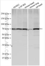 Angiopoietin 1 Antibody in Western Blot (WB)