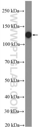 ITGAV Antibody in Western Blot (WB)