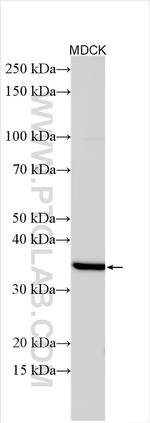 ECHDC3 Antibody in Western Blot (WB)