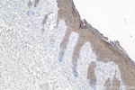 Cytokeratin 8 Antibody in Immunohistochemistry (Paraffin) (IHC (P))