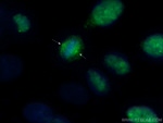 CCDC124 Antibody in Immunocytochemistry (ICC/IF)
