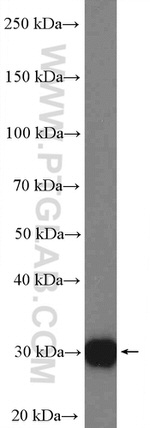 CCDC124 Antibody in Western Blot (WB)