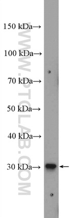 CCDC124 Antibody in Western Blot (WB)