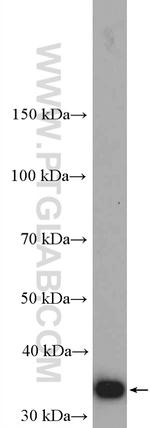 CCDC124 Antibody in Western Blot (WB)