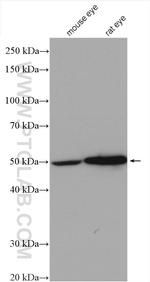 KCNK4 Antibody in Western Blot (WB)
