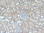 MT1A Antibody in Immunohistochemistry (Paraffin) (IHC (P))