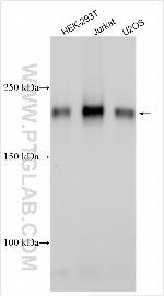 CCDC90B Antibody in Western Blot (WB)