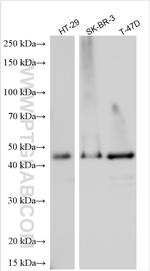 VPS37C Antibody in Western Blot (WB)