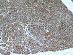 FAM3B Antibody in Immunohistochemistry (Paraffin) (IHC (P))
