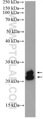 FAM3B Antibody in Western Blot (WB)