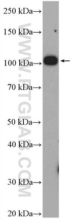 Nesprin 3 Antibody in Western Blot (WB)
