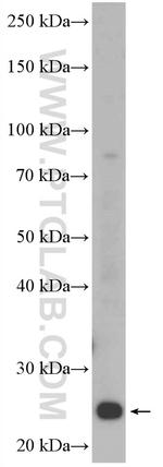 C9orf142 Antibody in Western Blot (WB)