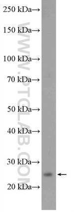 C9orf142 Antibody in Western Blot (WB)