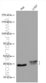 FCGR2A / CD32a Antibody in Western Blot (WB)