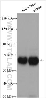 Nogo receptor Antibody in Western Blot (WB)
