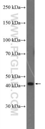 C3orf58 Antibody in Western Blot (WB)