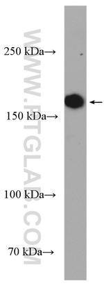 NEK1 Antibody in Western Blot (WB)
