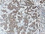 TBXA2R Antibody in Immunohistochemistry (Paraffin) (IHC (P))