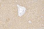 CPN2 Antibody in Immunohistochemistry (Paraffin) (IHC (P))