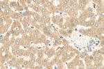 CPN2 Antibody in Immunohistochemistry (Paraffin) (IHC (P))