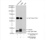 GJB5 Antibody in Immunoprecipitation (IP)
