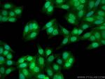 RANBP3 Antibody in Immunocytochemistry (ICC/IF)