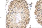 RANBP3 Antibody in Immunohistochemistry (Paraffin) (IHC (P))