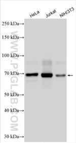 RANBP3 Antibody in Western Blot (WB)
