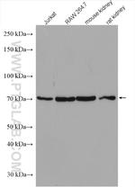 Nectin 2 Antibody in Western Blot (WB)