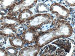 Nectin 2 Antibody in Immunohistochemistry (Paraffin) (IHC (P))