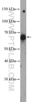 Nectin 2 Antibody in Western Blot (WB)