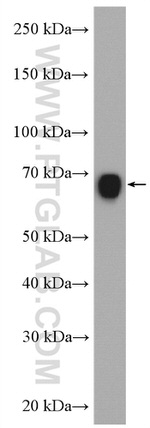 Nectin 2 Antibody in Western Blot (WB)