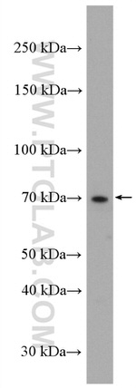 Nectin 2 Antibody in Western Blot (WB)