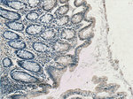 TMIGD1 Antibody in Immunohistochemistry (Paraffin) (IHC (P))