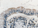 TMIGD1 Antibody in Immunohistochemistry (Paraffin) (IHC (P))