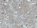 TMIGD1 Antibody in Immunohistochemistry (Paraffin) (IHC (P))