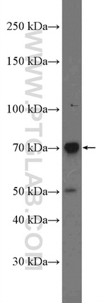 C2 Antibody in Western Blot (WB)
