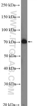 C2 Antibody in Western Blot (WB)